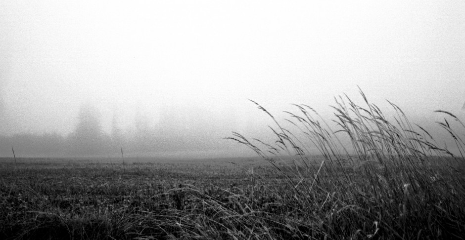 Field in Sherwood 11